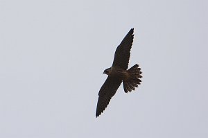 Hawk, Perigrine Falcon, 2015-06142521 Point Reyes National Seashore, CA